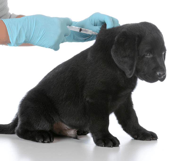 Rabies_751_x_718